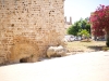 cyprus_697